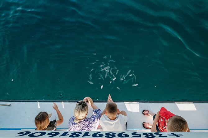 Dolphin Safari in Fažana - Searching the open sea for dolphins