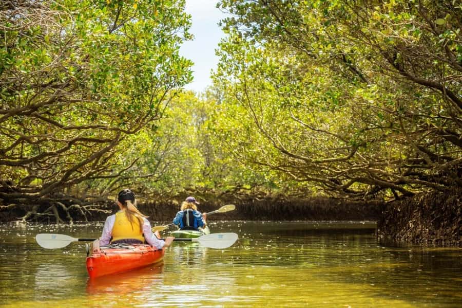 Dolphin Sanctuary and Ships Graveyard Kayak Tour - The first paddle: calm water and simple instruction