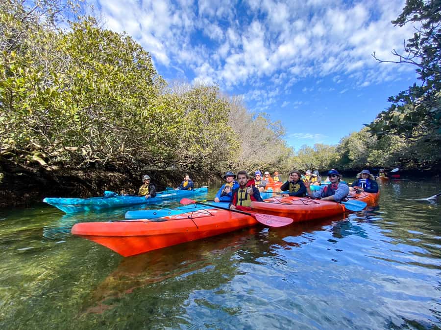 Dolphin Sanctuary and Ships Graveyard Kayak Tour - The Ships Graveyard Maritime Heritage Trail