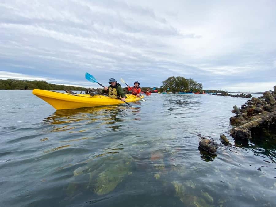 Dolphin Sanctuary and Ships Graveyard Kayak Tour - Three hours on the water: what the pace feels like