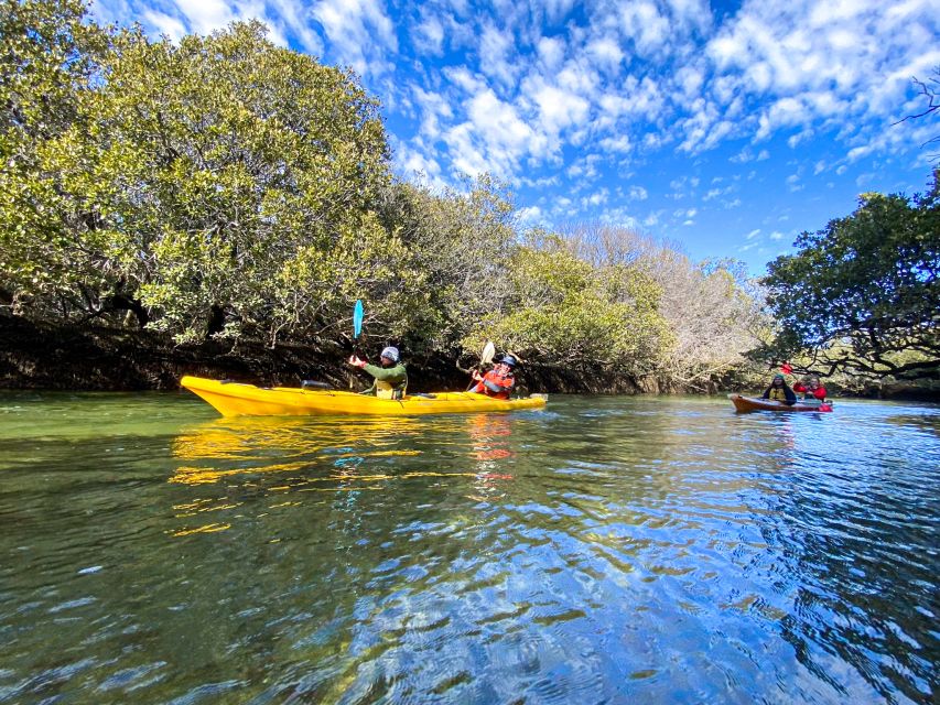 Dolphin Sanctuary and Ships Graveyard Kayak Tour - Guides make the difference
