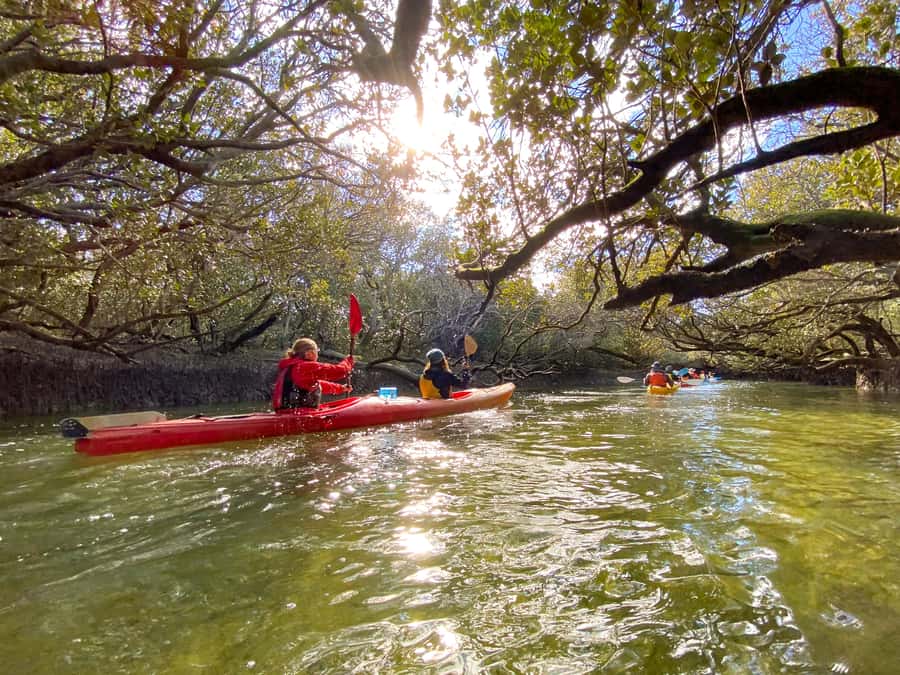 Dolphin Sanctuary and Ships Graveyard Kayak Tour - Starting at Garden Island Boat Ramp