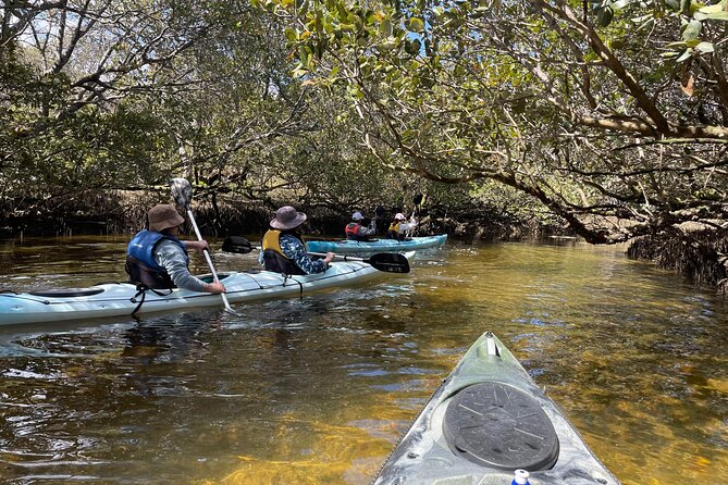 Dolphin Sanctuary Kayak Tour Adelaide - Key points to know before you paddle