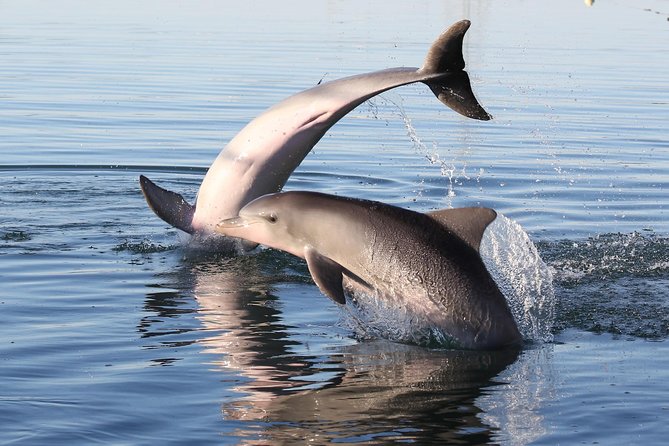 Dolphin Sanctuary Kayak Tour Adelaide - Shipwrecks, tides, and changing routes