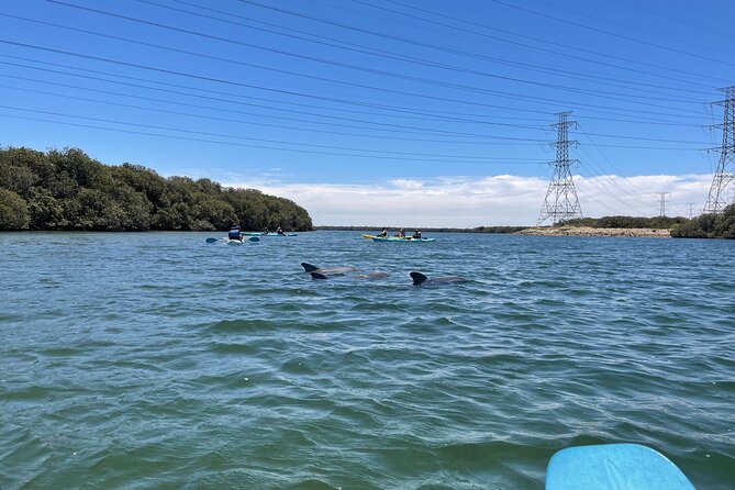 Dolphin Sanctuary Kayak Tour Adelaide - Guides, pace, and the small-group experience