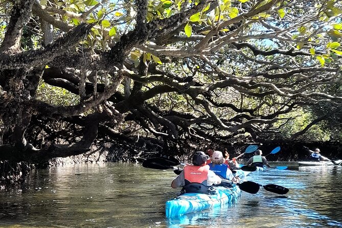 Dolphin Sanctuary Kayak Tour Adelaide - Is $56.66 good value?