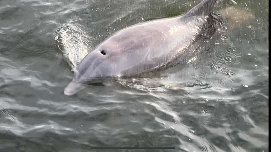Dolphin & Scenic Bay Sightseeing Cruise Up to 49, Pensacola - The 1.5-hour route and what you will do