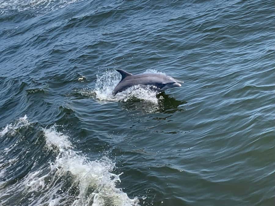 Dolphin & Scenic Bay Sightseeing Cruise Up to 49, Pensacola - Booking, cancellation, and day-of tips