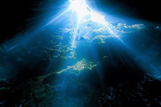 Dolphin, Sea Cave, Captain Cook, Kealakekua Bay Reef Snorkeling - Is $89 a fair price?