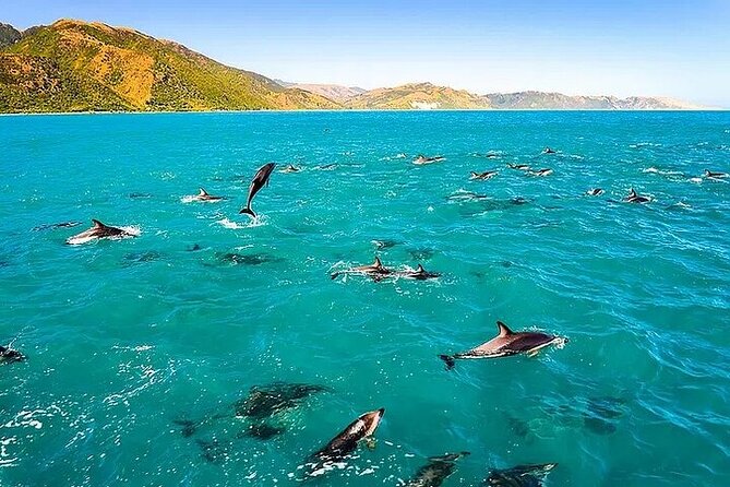 Dolphin, Sea Cave & Captain Cook Snorkel Combo in Kealakekua Bay - Key points at a glance