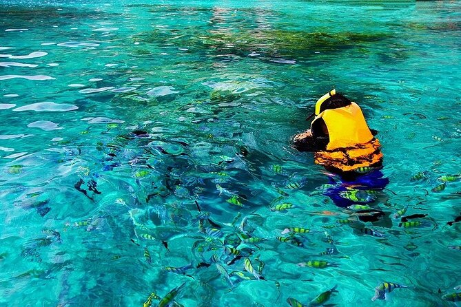 Dolphin, Sea Cave & Captain Cook Snorkel Combo in Kealakekua Bay - Dolphins and humpback whales: wonderful luck, not a promise