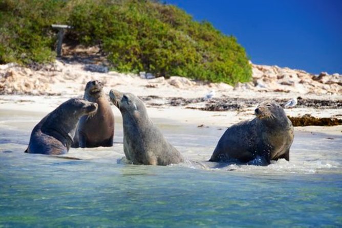 Dolphin, Sea Lion and Penguin Island Cruise - Setting out from 153 Arcadia Drive