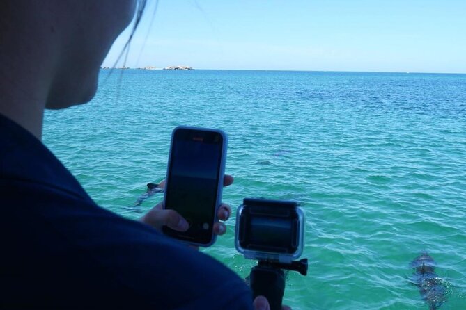 Dolphin, Sea Lion and Penguin Island Cruise - Why the one-hour length works well