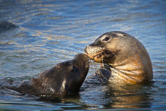 Dolphin, Sea Lion and Penguin Island Cruise - Glass-bottom boat expectations