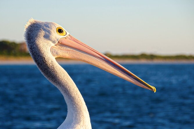Dolphin, Sea Lion and Penguin Island Cruise - Weather, comfort, and what to bring