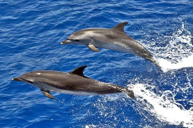Dolphin Searching Tour in Puerto de Mogán ("KEEPER UNO" Boat) - Key points to know before you book