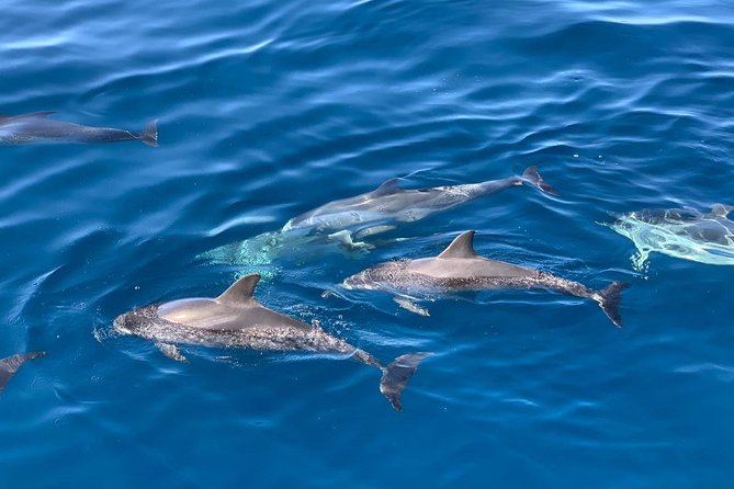 Dolphin Searching Tour in Puerto de Mogán ("KEEPER UNO" Boat) - What lunch and drinks are really like