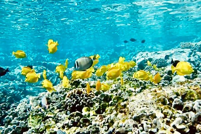 Dolphin & Seasonal Whale Watching, Turtle Snorkeling - Key points before you book