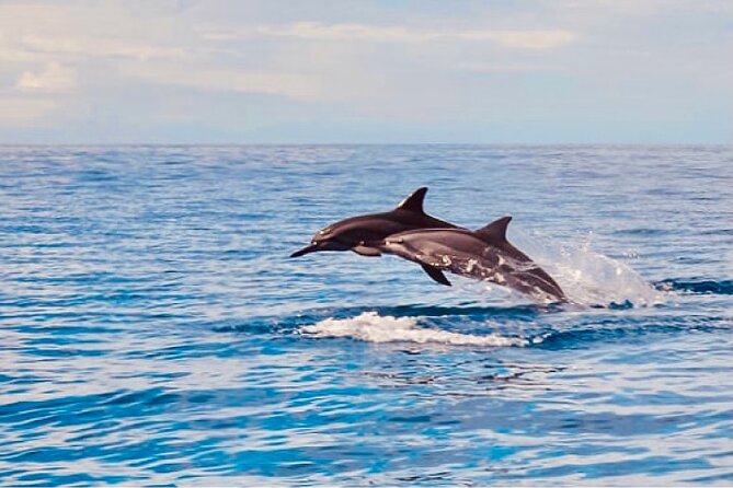 Dolphin & Seasonal Whale Watching, Turtle Snorkeling - From Waikiki to Waiʻanae Small Boat Harbor
