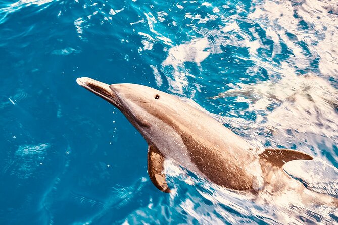 Dolphin & Seasonal Whale Watching, Turtle Snorkeling - Searching for spinner dolphins off West Oahu