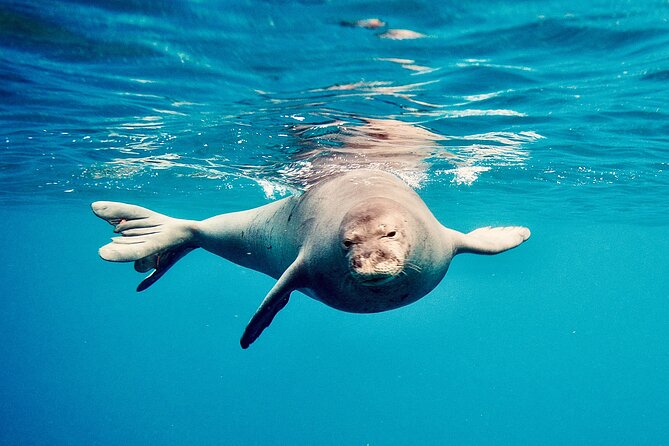 Dolphin & Seasonal Whale Watching, Turtle Snorkeling - Turtle snorkeling at a reef site