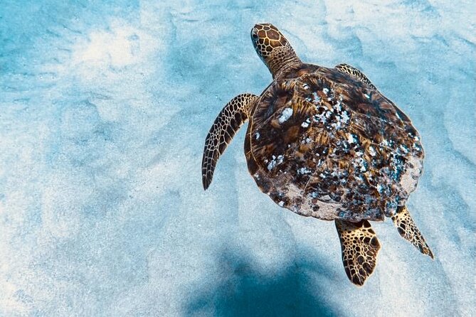 Dolphin & Seasonal Whale Watching, Turtle Snorkeling - Food, drinks, and the practical comforts