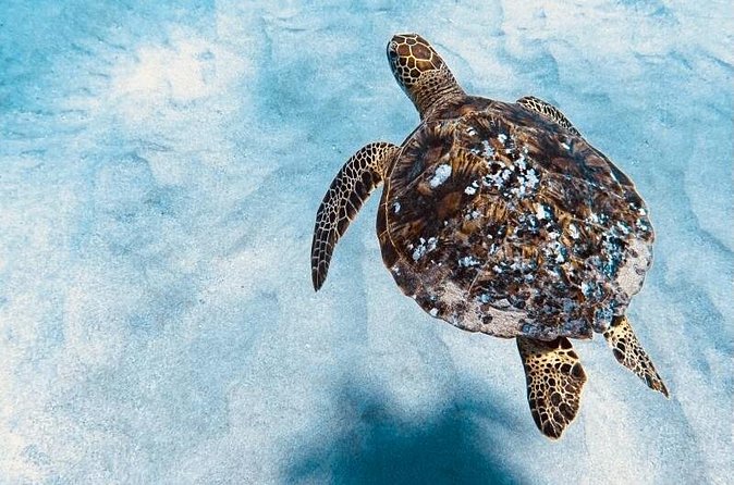 Dolphin & Seasonal Whale Watching, Turtle Snorkeling - Is the $166.49 price fair?