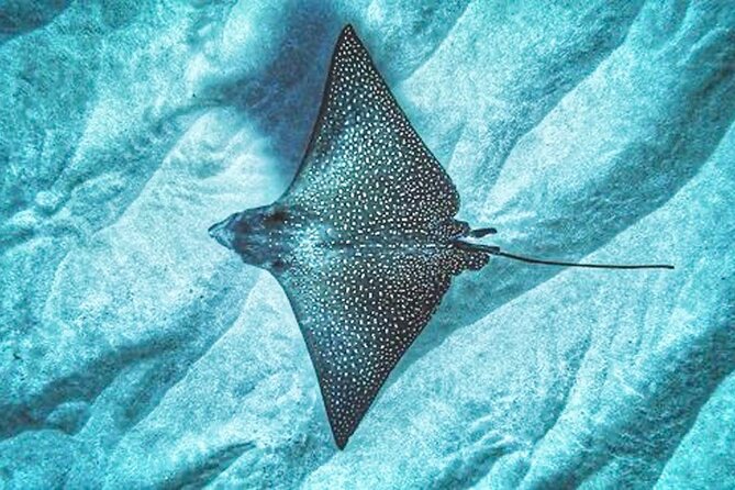 Dolphin & Seasonal Whale Watching, Turtle Snorkeling - Who will enjoy this most?