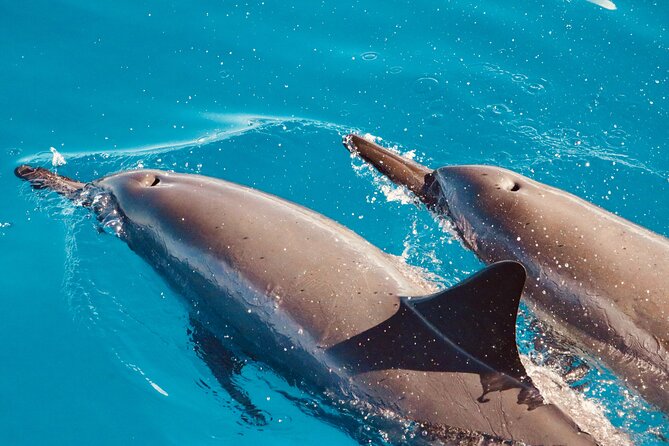 Dolphin & Seasonal Whale Watching, Turtle Snorkeling - A stable catamaran with a friendly crew