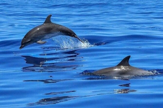 Dolphin Shelling Snorkeling Cruise in Tampa - Key points to know before you book