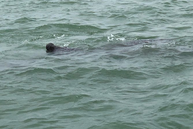 Dolphin Shelling Snorkeling Cruise in Tampa - Dolphins, manatees, and the luck factor