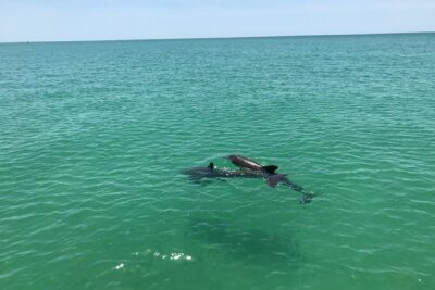 Dolphin Shelling Snorkeling Cruise in Tampa