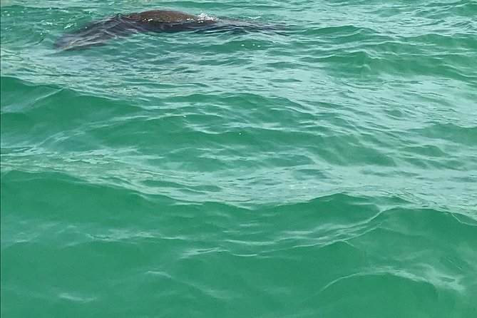 Dolphin Shelling Snorkeling Cruise in Tampa - What the guides add to the day