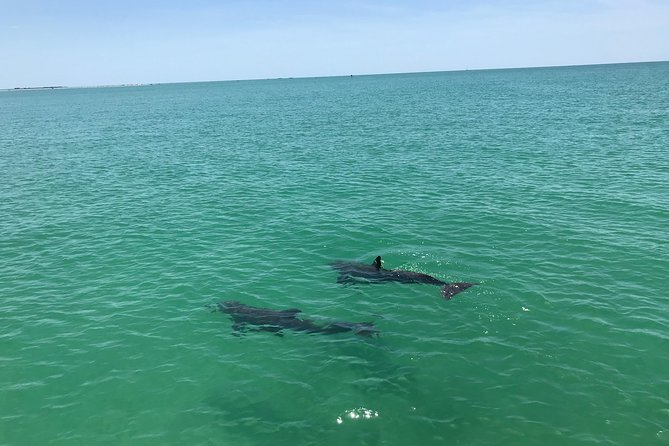 Dolphin Shelling Snorkeling Cruise in Tampa - What to bring and what the boat provides