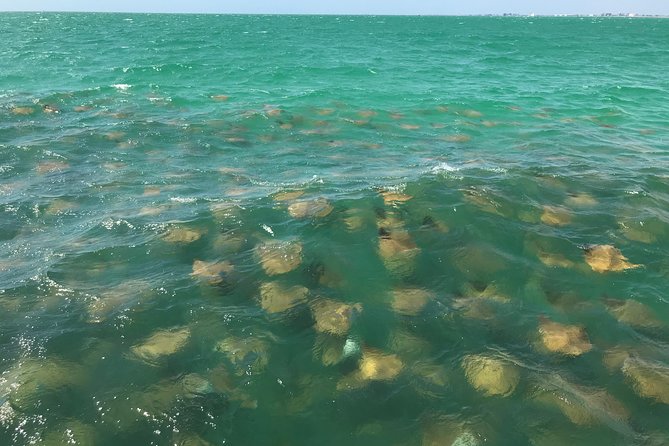 Dolphin Shelling Snorkeling Cruise in Tampa - Weather, changes, and the occasional scheduling concern