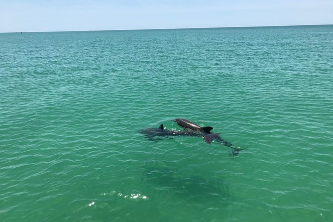 Dolphin Shelling Snorkeling Cruise in Tampa - Shell Key Preserve and its short island stop