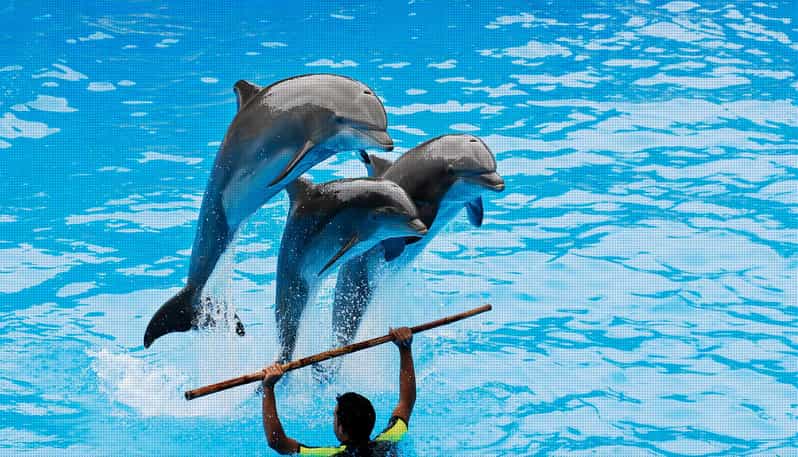 Dolphin Show Free Transfer From Alanya, Side, Kemer,Antalya - Key points to know before booking