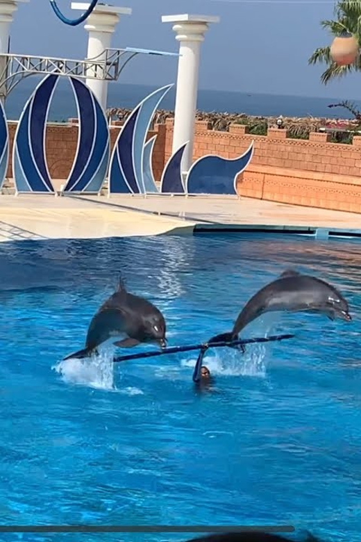 Dolphin Show Free Transfer From Alanya, Side, Kemer,Antalya - Dolphins, hoops, games, and trainer cues