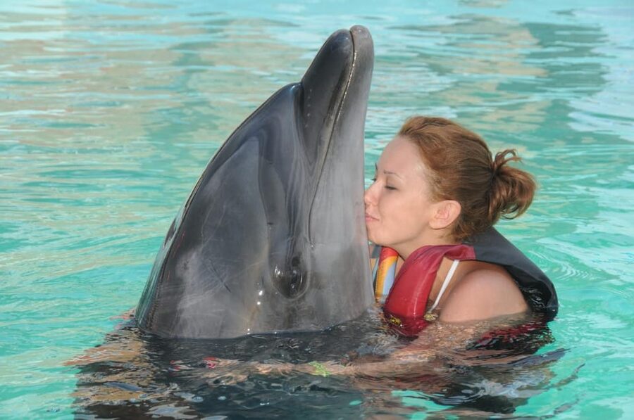 Dolphin Show Free Transfer From Alanya, Side, Kemer,Antalya - Photos are free, but the professional pictures are not