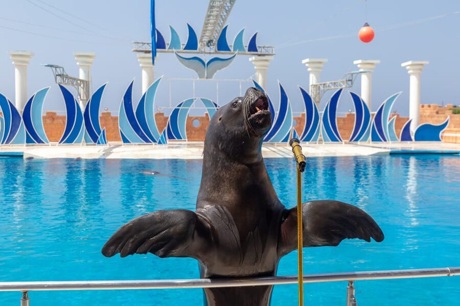 Dolphin Show Free Transfer From Alanya, Side, Kemer,Antalya - Dolphin swimming costs far more than the show