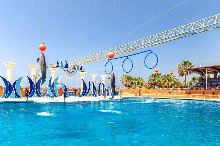 Dolphin Show Free Transfer From Alanya, Side, Kemer,Antalya - Location changes the feel of the day