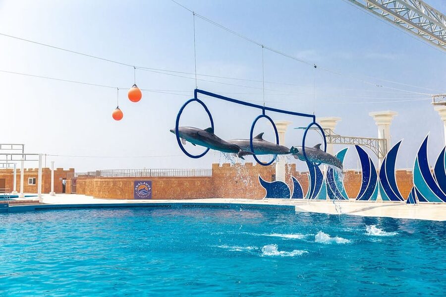 Dolphin Show Free Transfer From Alanya, Side, Kemer,Antalya - Is $64 good value?