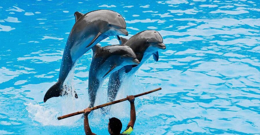 Dolphin Show Free Transfer From Alanya, Side, Kemer,Antalya - Sea lions start the show