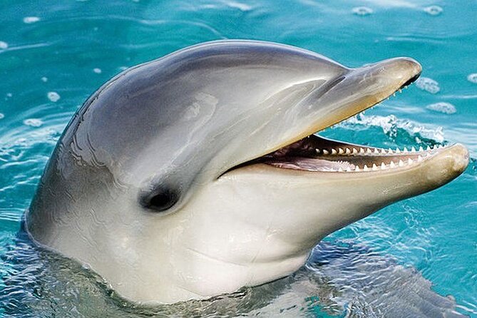 Dolphin Show & Photoshoot Package with Transfer from Hurghada - Meeting dolphins in a controlled Hurghada setting