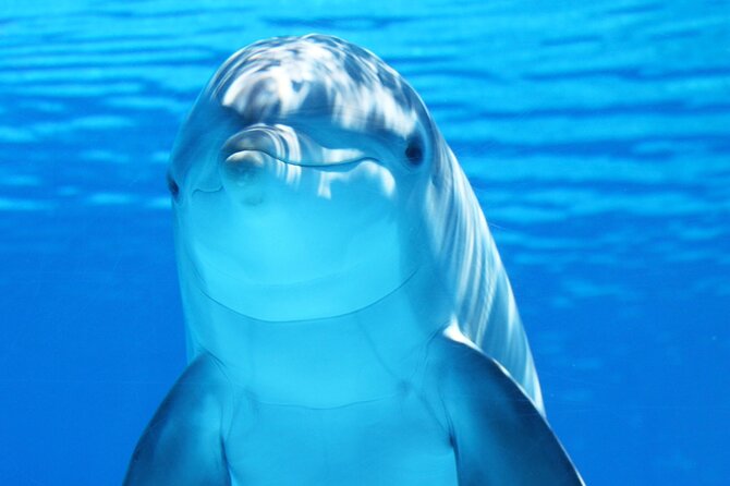 Dolphin Show & Photoshoot Package with Transfer from Hurghada - The dolphin show and the photoshoot are different choices