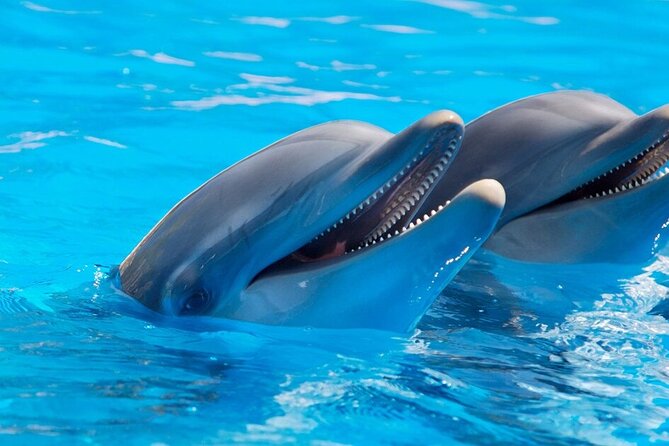 Dolphin Show & Photoshoot Package with Transfer from Hurghada - Why the photographs may be worth the extra cost