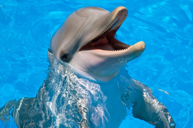 Dolphin Show & Photoshoot Package with Transfer from Hurghada - Reading the strong customer response carefully