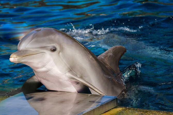 Dolphin Show & Photoshoot Package with Transfer from Hurghada - What happens during the one-hour visit