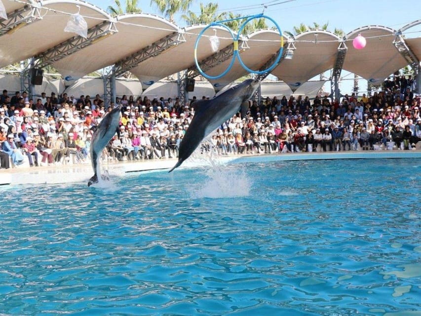 Dolphin Show Tour with Transfer from Alanya & Side - Key points to know before booking