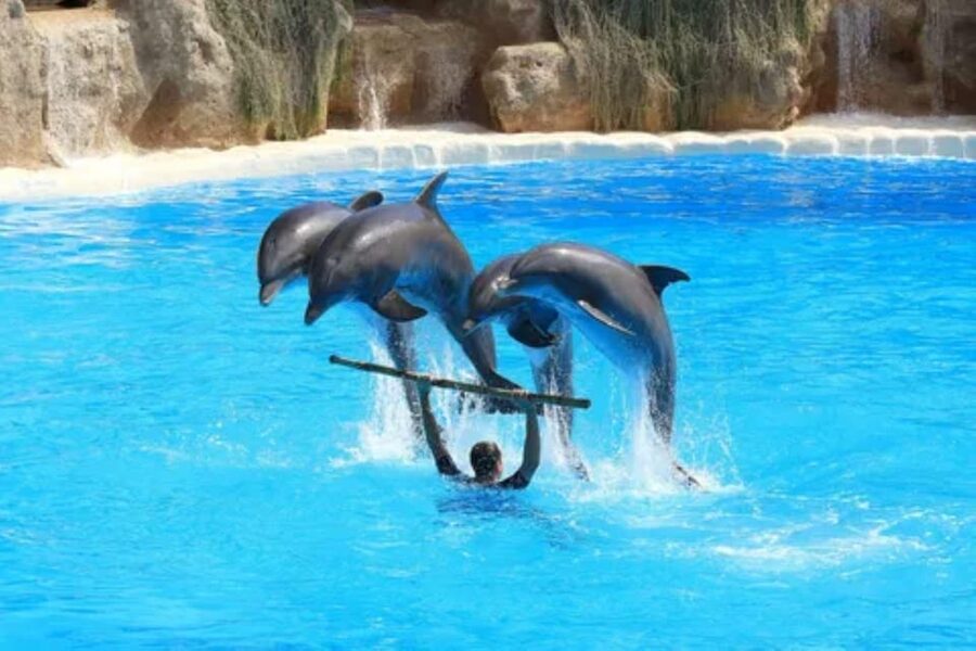 Dolphin Show Tour with Transfer from Alanya & Side - Booking flexibility and the small details that matter